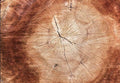 Annual Ring Wood Grain  Backdrop for Photography Photo Studio SBH0004