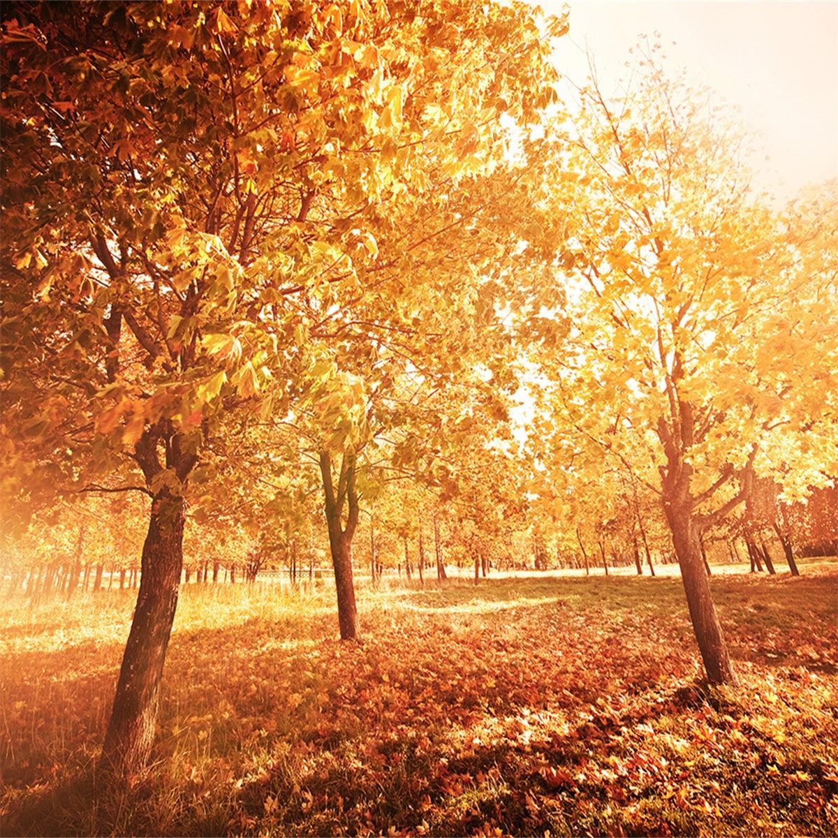Autumn Forest Sunset Photography Backdrop