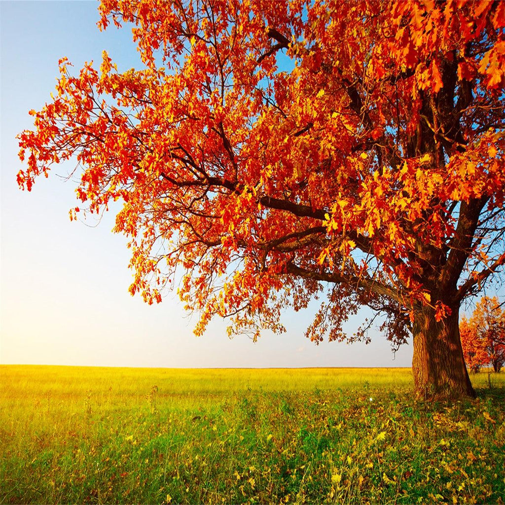 Autumn Forest Red Leaves Backdrop