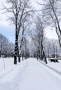 White Winter Snowfield Trees Backdrop For Studio